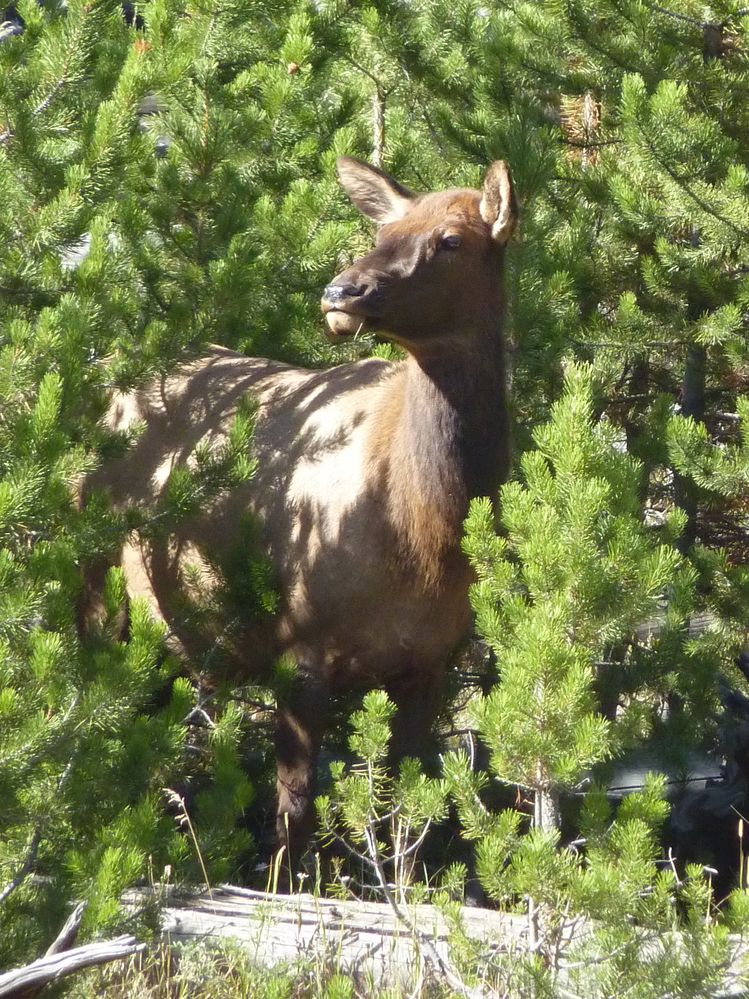 Yellowstone (24).JPG